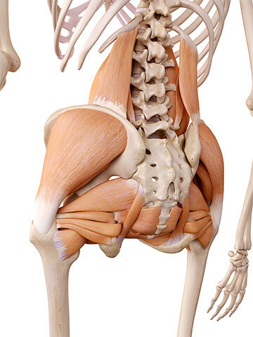 Grafik eines anatomischen Skelettes einer Hüfte