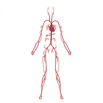 Darstellung des menschlichen Blutkreislaufes