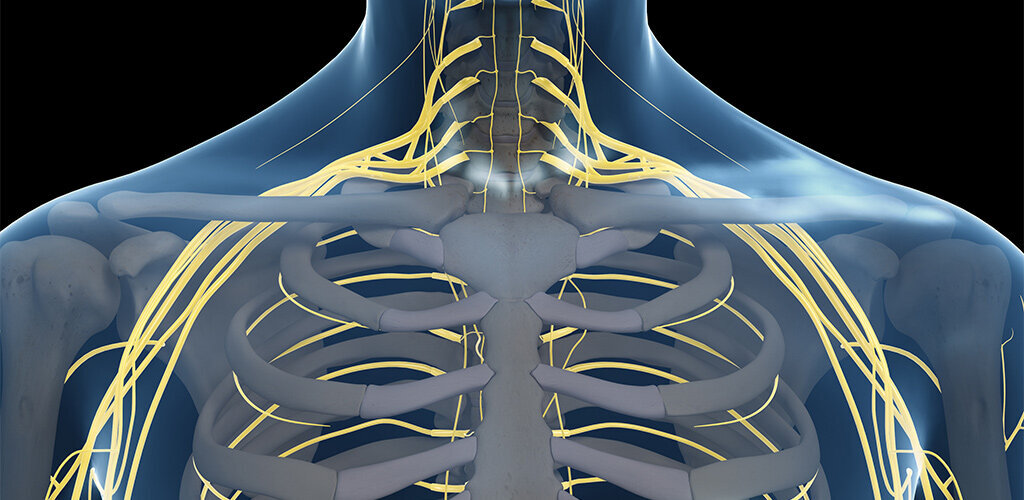 Grafik vom Nervengeflecht an den Schulterbeinen 
